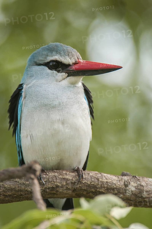 Woodland Kingfisher (Halcyon senegalensis), Mpumalanga, South Africa