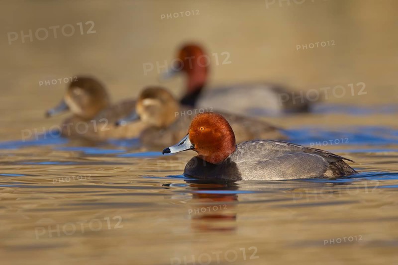 Redhead (Aythya americana) flock, Ohio, USA