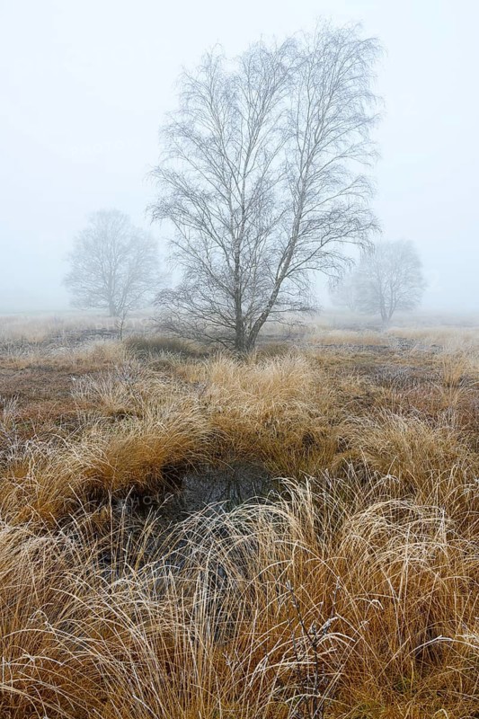 Birches in winter Rehdener Geestmoor in fog, Diepholzer Moorniederung, Rehden, Lower Saxony, Germany