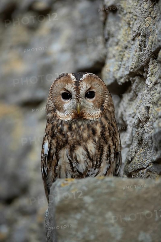 Tawny Owl (Strix aluco) perched on a wall ledge, captive, Germany