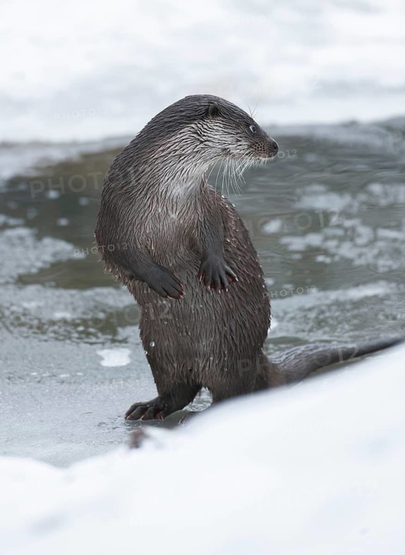 Otter (Lutra lutra) making males in winter at a partly frozen pond, snow, Germany