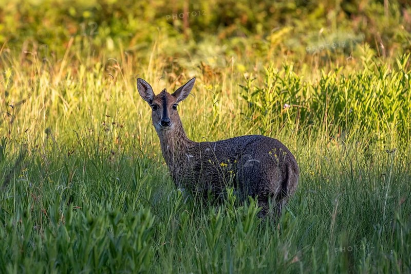 Common duiker (Sylvicapra grimmia), also known as the gray duiker or bush duiker, Golden Gate Nationalpark, South Africa