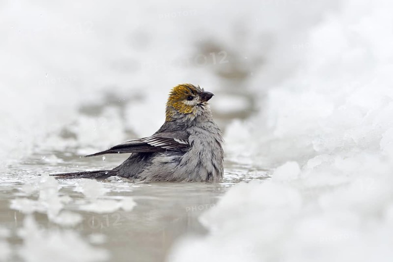 Pine Grosbeak (Pinicola enucleator) female bathing, Wyoming, USA