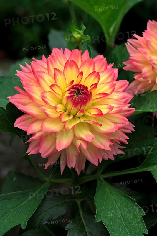 Dahlia, flower, blooming, Ellerstadt, Germany