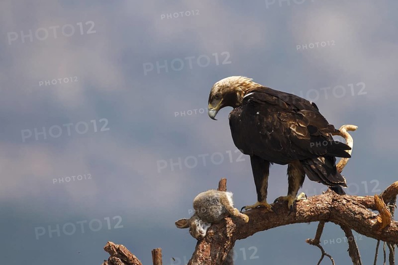 Spanish Imperial Eagle (Aquila adalberti) male, Avila, Spain