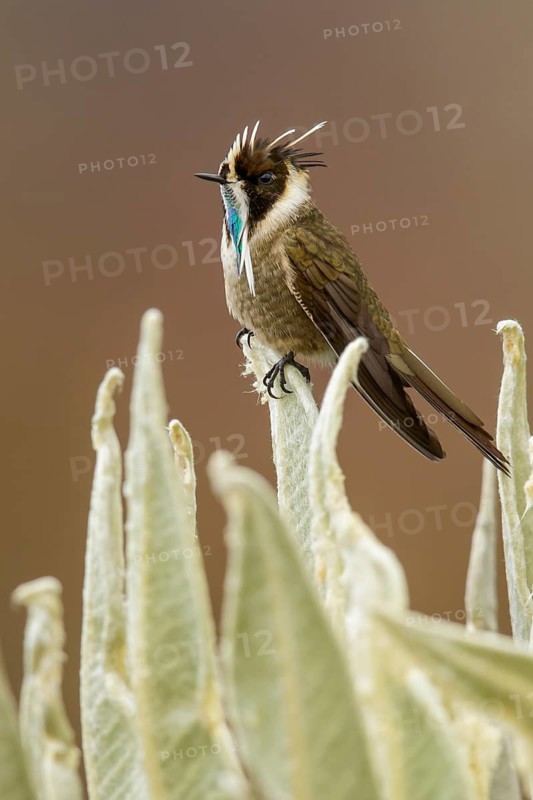 Green-bearded Helmetcrest (Oxypogon guerinii) perched on a branch in the Andes mountains in Colombia