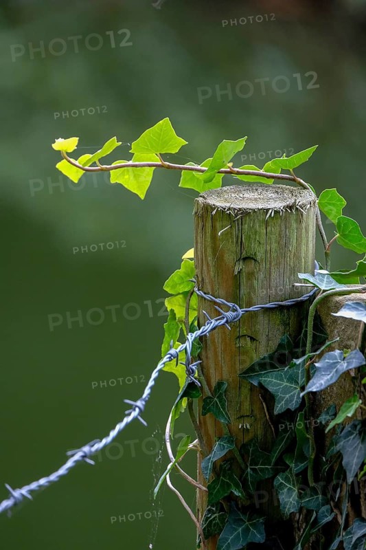 A wooden post with ivy and barbed wire in front of a blurred green background, Münsterland, North Rhine-Westphalia, Germany