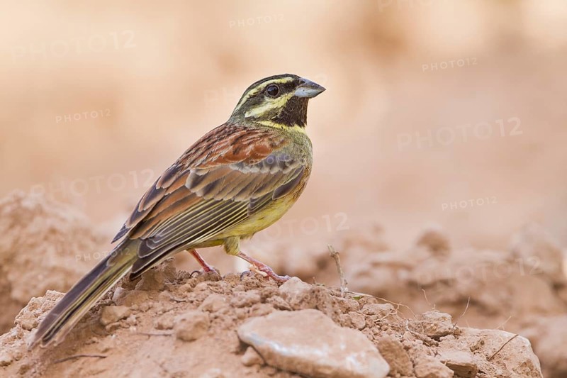 Cirl Bunting - Zaunammer - Emberiza cirlus, Morocco, adult male