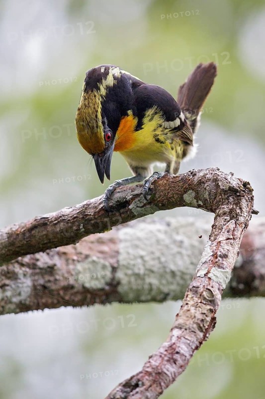 Gilded Barbet (Capito auratus) perched on a branch in Ecuador