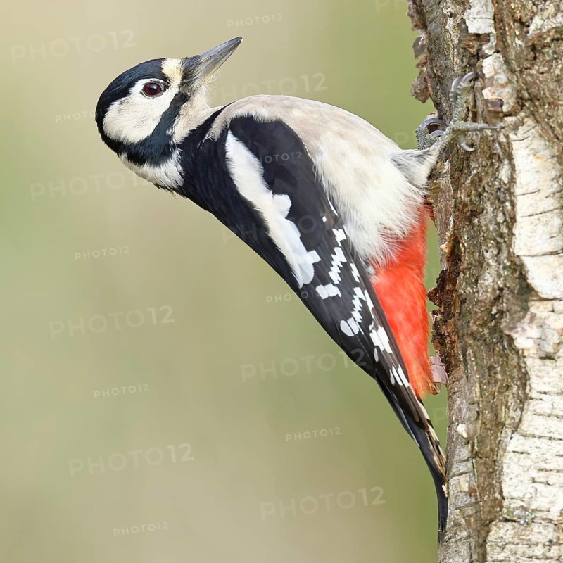 Great spotted woodpecker (Dendrocopus major), female, foraging on the trunk of a common birch (Betula pendula), wildlife, woodpeckers, nature photography, autumn, Wilnsdorf, North Rhine-Westphalia, Germany