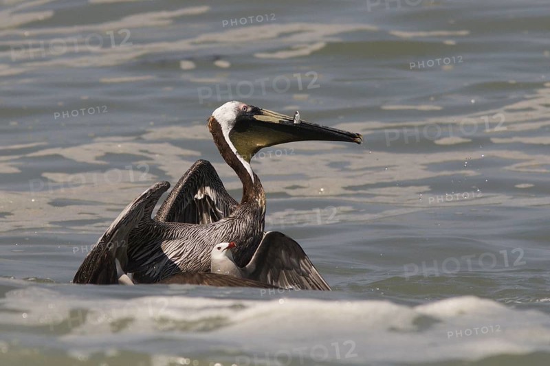 Brown Pelican & Heermann's Gull (Pelecanus occidentalis & Larus heermanni), Jalisco, Mexiko