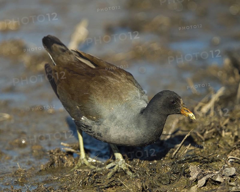 Common Gallinule at Colusa Naonal Wildlife Refuge California