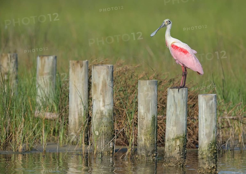 Roseate Spoonbill (Platalea ajaja), Texas, USA