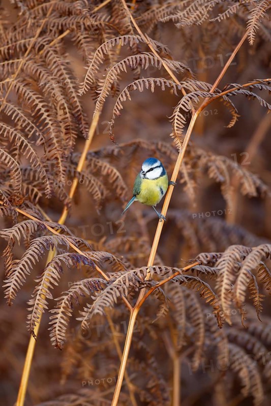 Blue tit (Cyanistes Caeruleus) adult bird on Bracken leaves in the autumn, England, United Kingdom