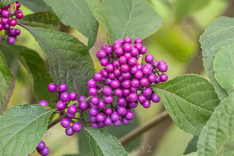 Love pearl bush (Callicarpa bodinieri 'Profusion'), An den Dorfwiesen, Germany