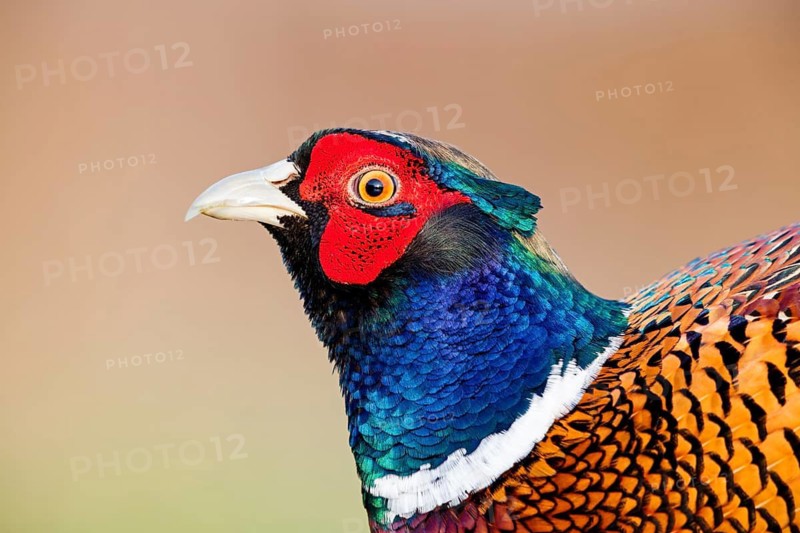Pheasant, Common Pheasant, Pheasant, Ring-necked Pheasant, Phasianus colchicus, Faisan de Colchide, Faisan de chasse, Faisán Vulgar, Beindersheim, Rhineland-Palatinate, Germany