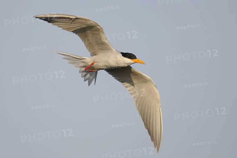 River Tern (Sterna aurantia) flying, India