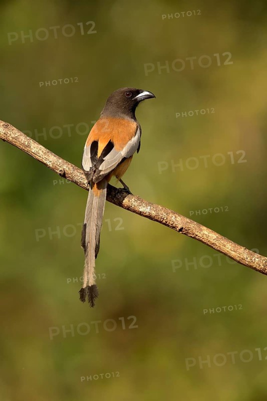 Rufous Treepie (Dendrocitta vagabunda) perched on a branch, Kerala, India