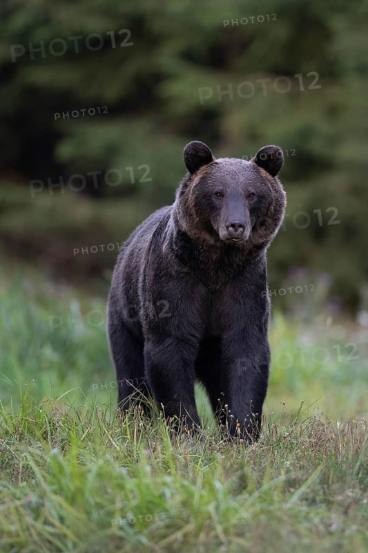 European brown bear or Eurasian brown bear (Ursus arctos arctos), brown bear in a forest clearing, animal portrait