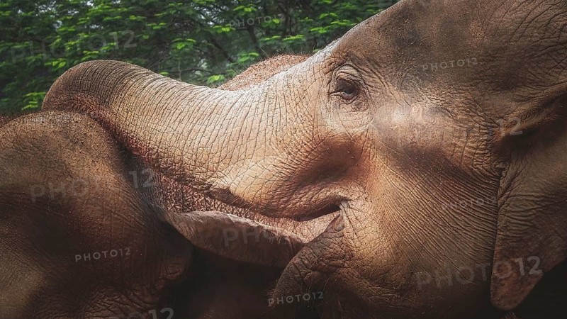 Two Asian elephants (elephas maximus) standing very close to each other and showing affection, Pinnawela Elephant Orphanage, Sri Lanka