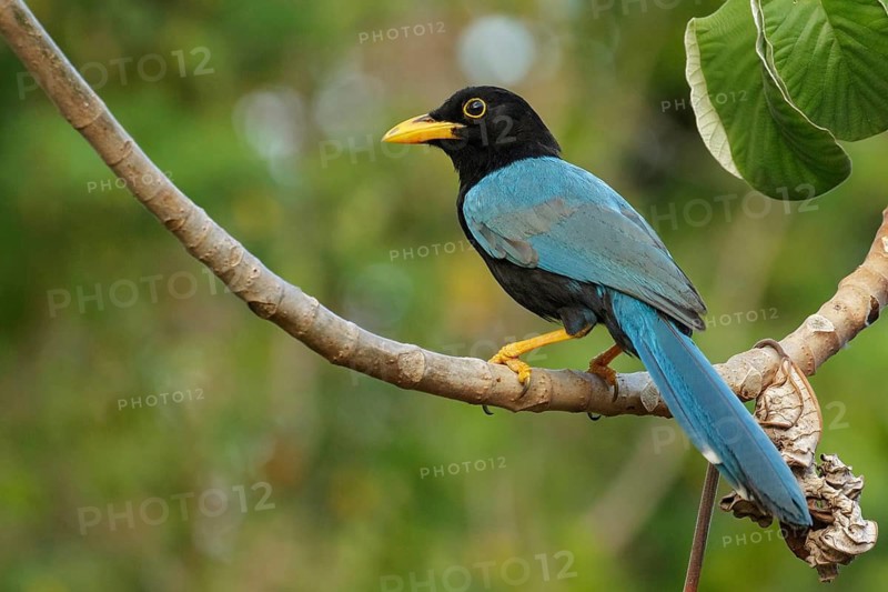 Yucatan Jay (Cyanocorax yucatanicus) perched on a brnach near Cancun on the Yucatan Peninsula of Mexico