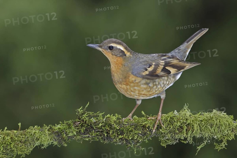 Varied Thrush (Ixoreus naevius), British Columbia, Canada