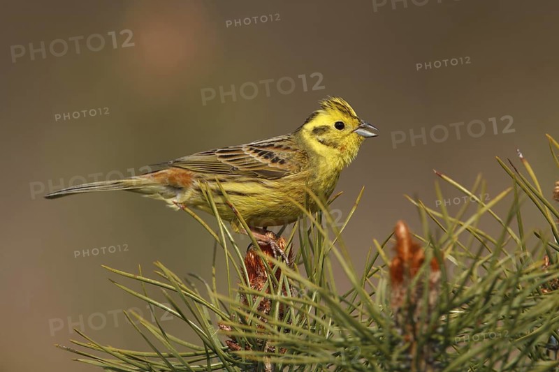 Yellowhammer (Emberiza citrinella), Utrecht, Netherlands