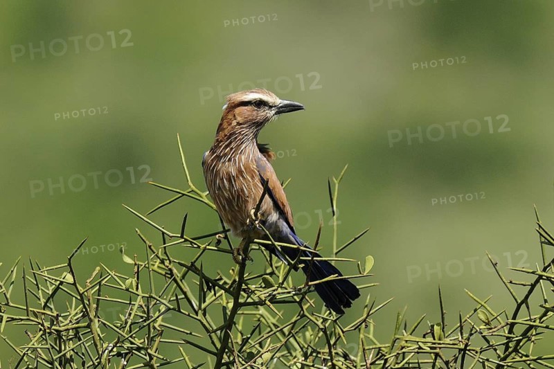 Purple Roller (Coracias naevius), Tsavo West National Park, Kenya