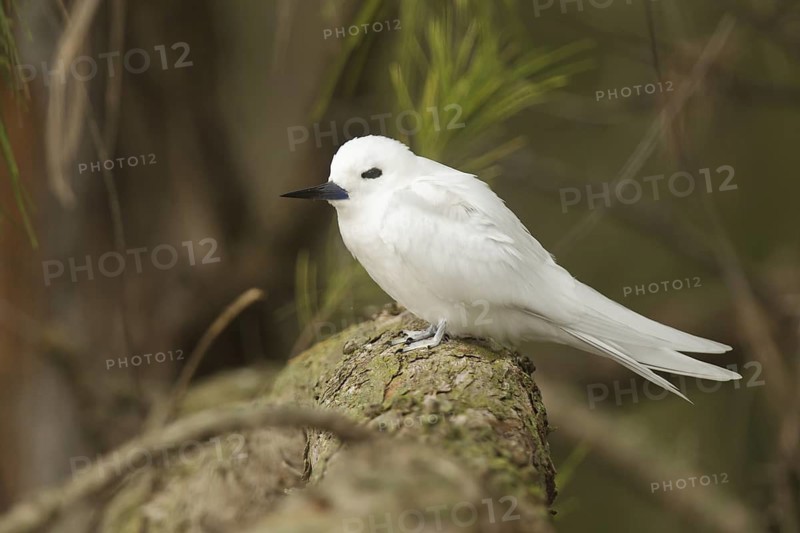 White Tern (Gygis alba), Hawaii, USA