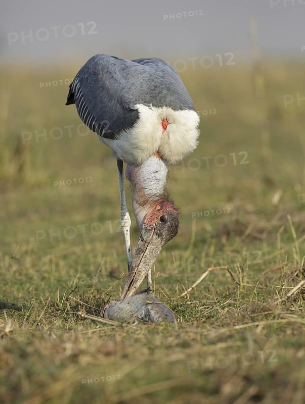 Marabou Stork (Leptoptilos crumenifer) feeding on a large catfish, Chobe, Botswana