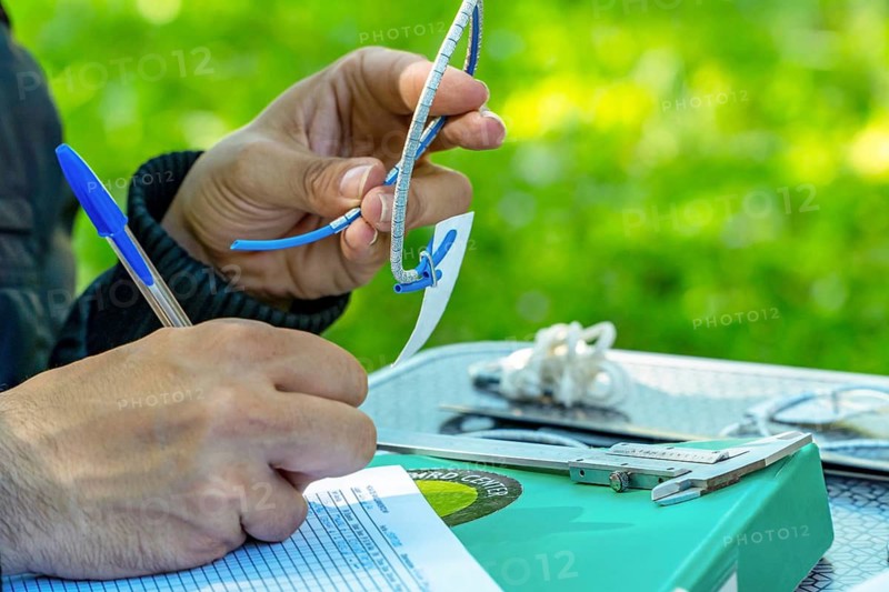 Cropped unrecognizable ornithologist at scientific ringing station records data of ringed birds. Focus on ring codes for bird tracking and ecosystem sustainability