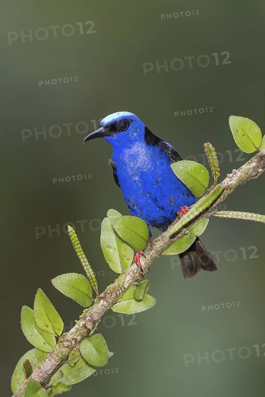 Red-legged Honeycreeper (Cyanerpes cyaneus) male, Costa Rica