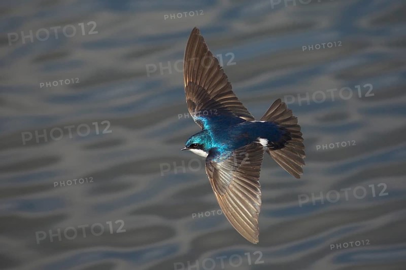 Tree Swallow (Tachycineta bicolor) male flying, British Columbia, Canada