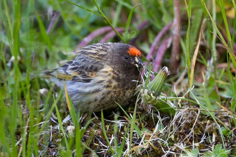 Red-fronted Serin - Rotstirngirlitz - Serinus pusillus: Kazakhstan
