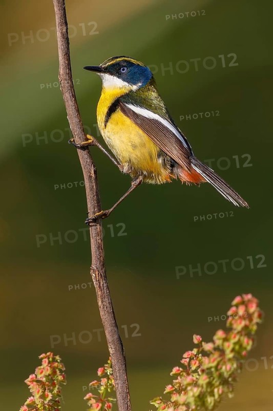 Many-colored Rush Tyrant (Tachuris rubrigastra) male, Santiago Metropolitan, Chile