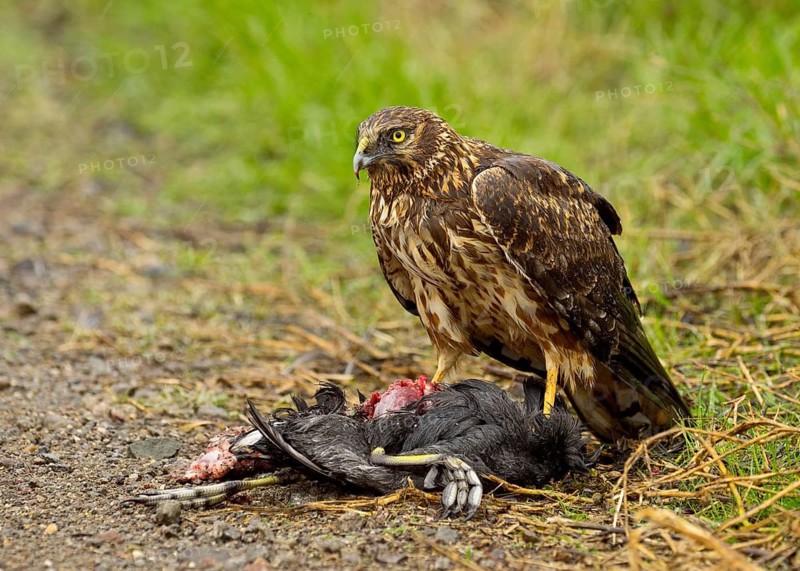 Northern Harrier eating American Coot