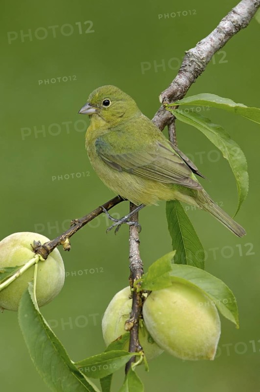 Painted Bunting (Passerina ciris) female, Texas, USA