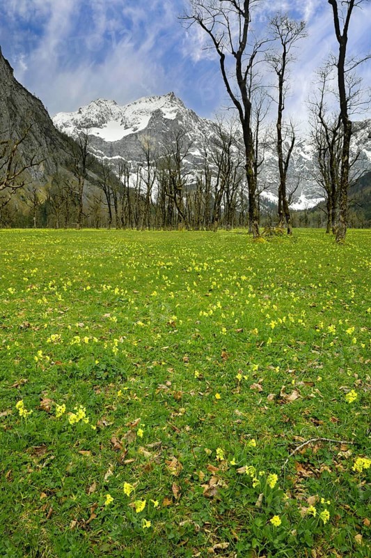 The Großer Ahornboden in spring, blooming primroses, Großer Ahornboden, Karwendelgebirge, Tyrol, Austria