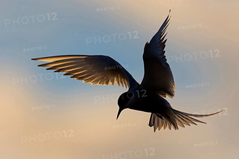 Arctic Arctic Tern, Sterna paradisaea, Sterne arctique, Charrán Ártico, Varanger, Finnmark, Norway