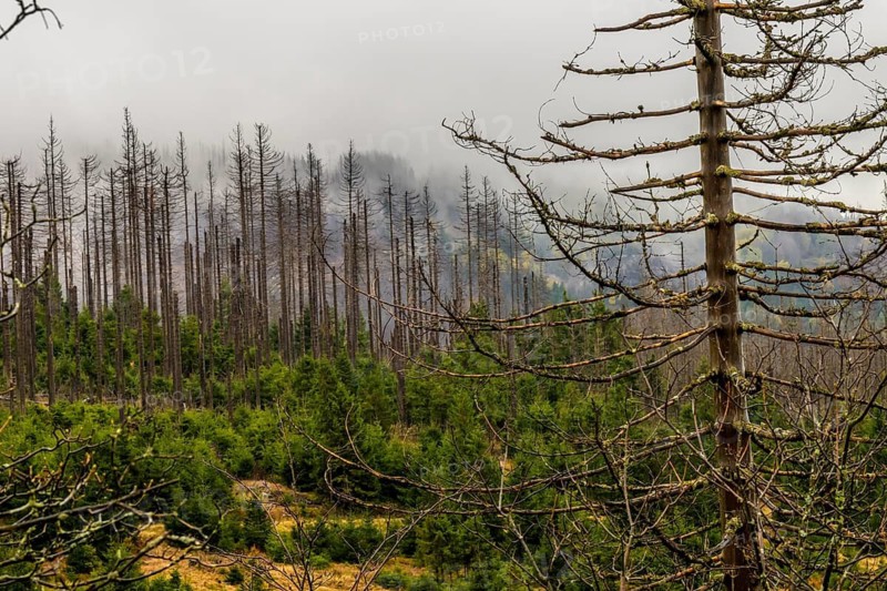 Dead trees Mountain spruce forest deaths in the Harz Mountains, Braunlage, Harz, Lower Saxony, Germany