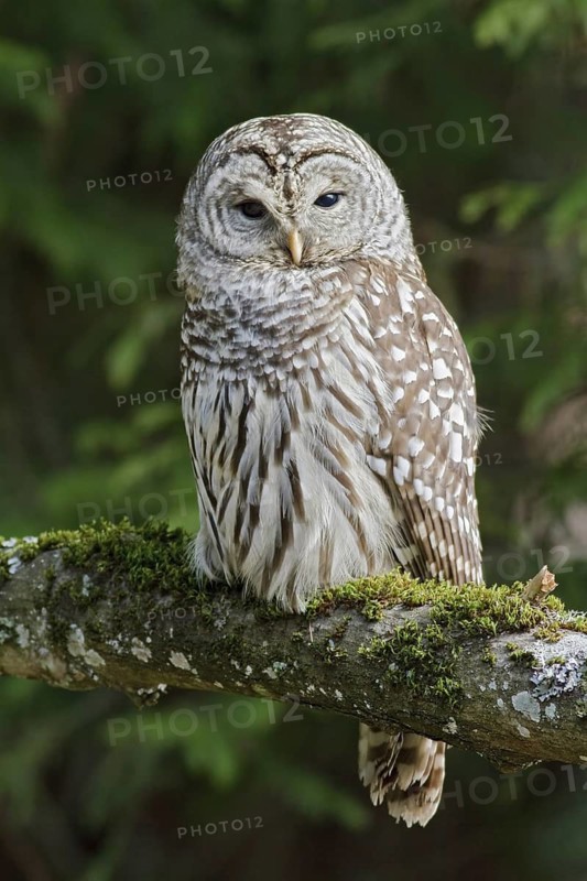 Barred Owl (Strix varia) perched on a rock in Victoria, BC, Canada