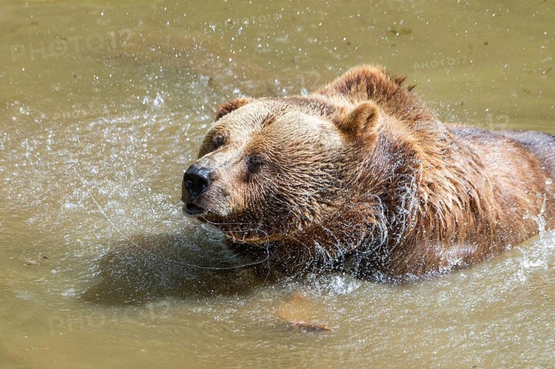 Eurasian brown bear (Ursus arctos arctos) in a little lake, Bavarian Forest, Bavaria, Germany