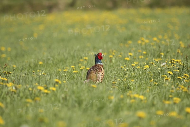 Common Pheasant (Phasianus colchicus) male, Lower Saxony, Germany