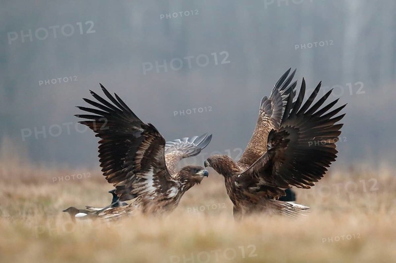 White-tailed Eagle (Haliaeetus albicilla) juveniles wrangling, Poland