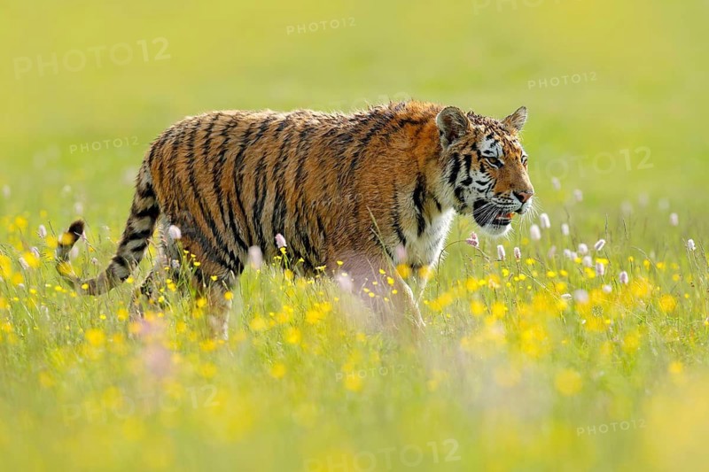 Tiger with ping and yellow flowers. Siberian tiger in beautiful habitat. Amur tiger sitting in the grass. Action wildlife summer scene with danger animal. Tajga in Russia. Wild cat in nature
