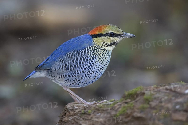 Blue Pitta (Hydrornis cyaneus) male, Chaiyaphum, Thailand