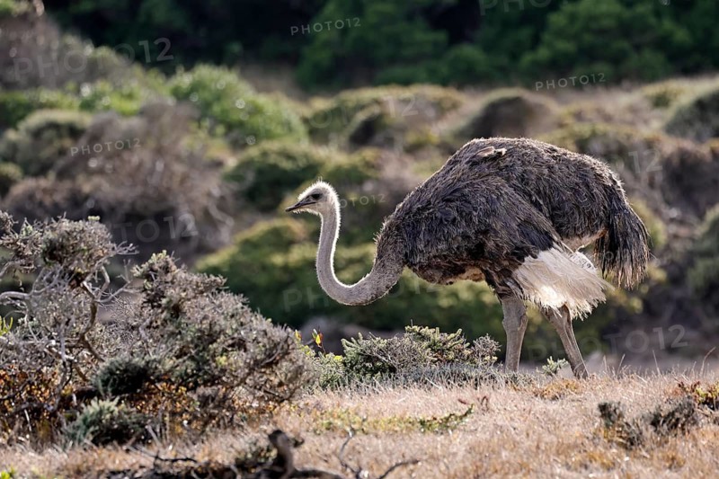 South African ostrich (Struthio camelus australis), adult, female, foraging, alert, Cape of Good Hope, Table Mountain National Park, Western Cape, South Africa