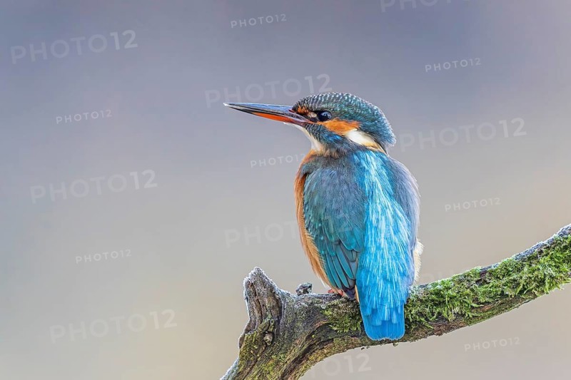 Kingfisher (Alcedo atthis) female, territory, on perch, lurking, foraging, hunting prey, fishing, frost and ice, hoarfrost, winter mood, Middle Elbe Biosphere Reserve, Saxony-Anhalt, Germany
