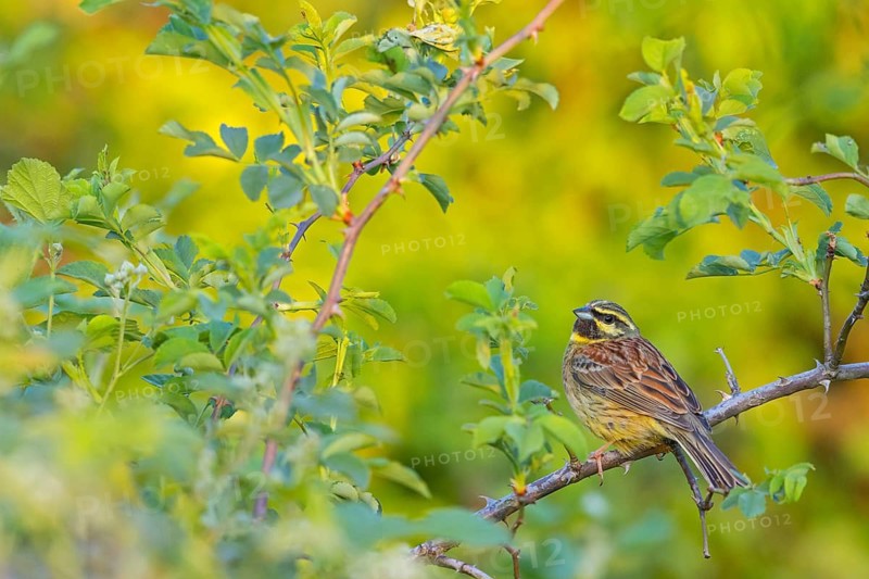 Cirl Bunting (Emberiza cirlus), Bruant zizi, Escribano SoteÒo, Bad D¸rkheim district, Wachenheim, Rhineland-Palatinate, Germany