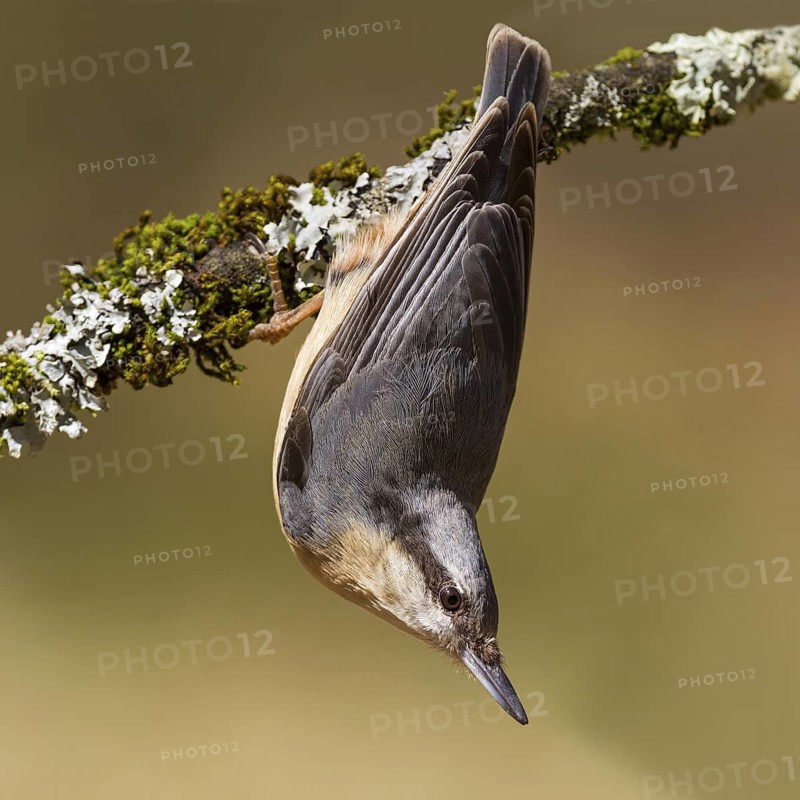 Eurasian Nuthatch (Sitta europaea), Asturias, Spain